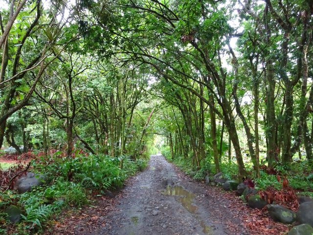 L'allée bordée de vergers, totalement plate