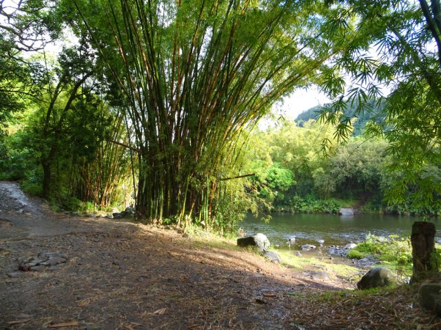 Passage sous les bambous au plus près de la rivière