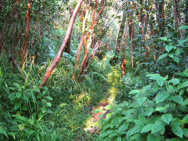 Départ dans les goyaviers (voir le contraste avec la photo 28)