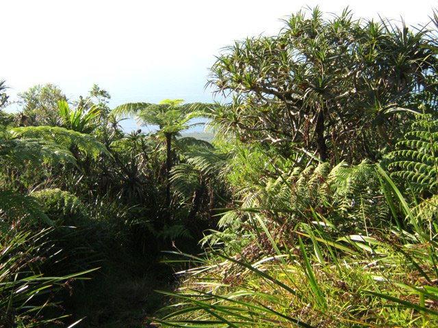 Une idée de la végétation à l'approche de l'ancien abri