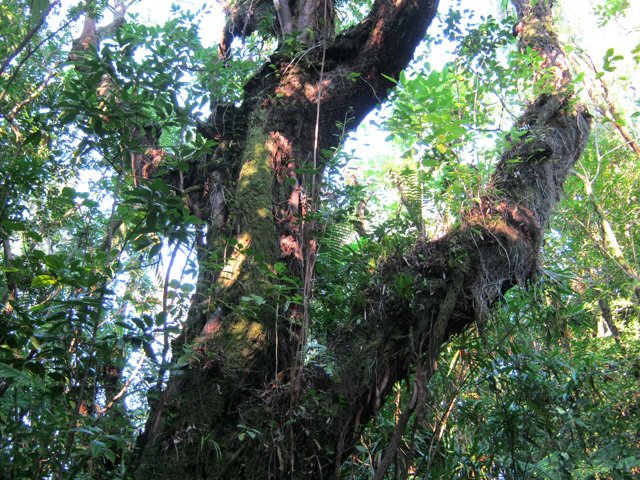 Difficile de deviner l'espèce en raison de l'écorce recouverte de toutes sortes de plantes