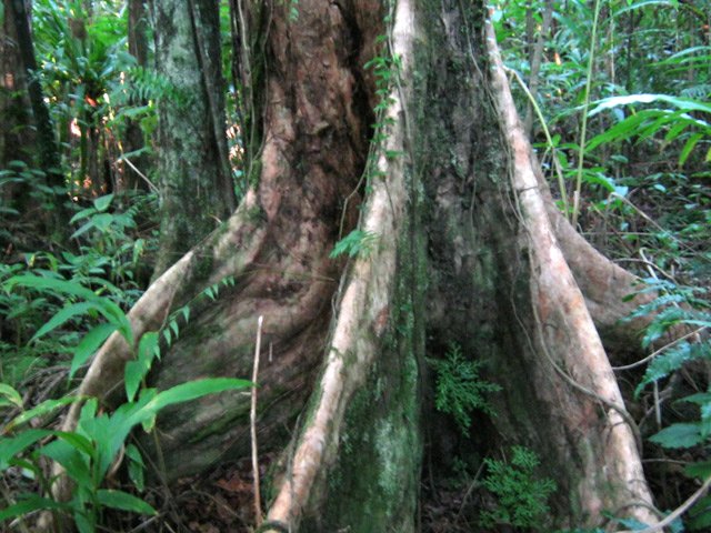 Rares mais très belles racines