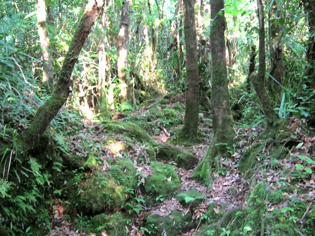 Portion caillouteuse de la montée