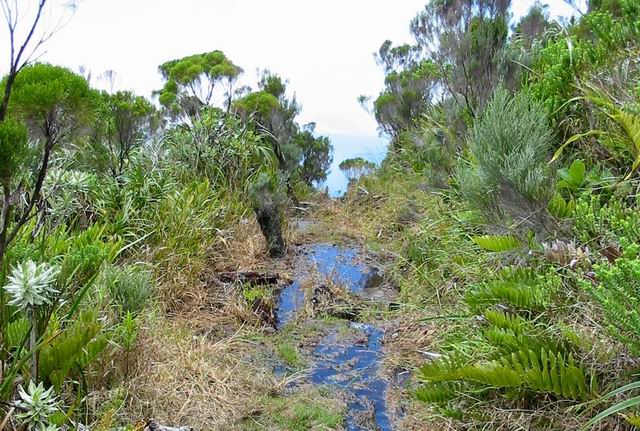 Avant le Nez Coupé du Tremblet, le sentier est souvent très boueux