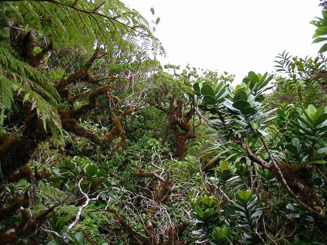 Une belle forêt de bois de couleurs mais un sentier glissant