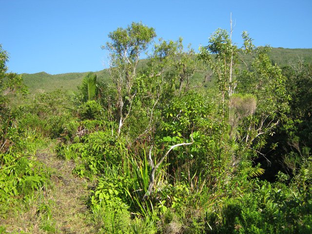 Le sentier basaltique se couvre peu de végétation