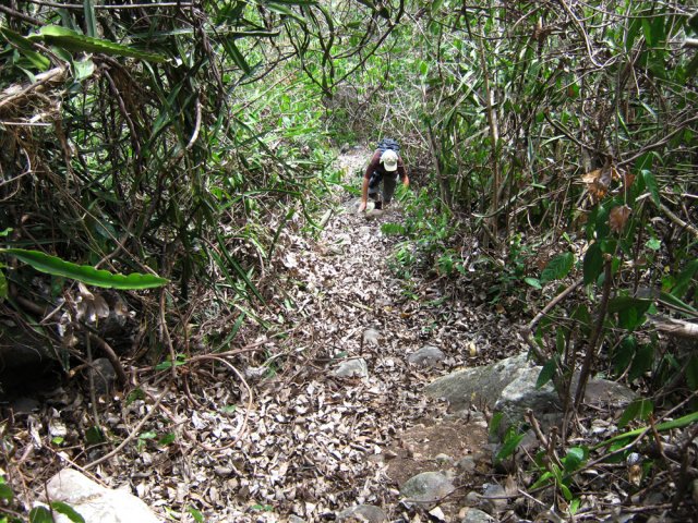 La pente est immédiate dans les cactées et lianes papillons