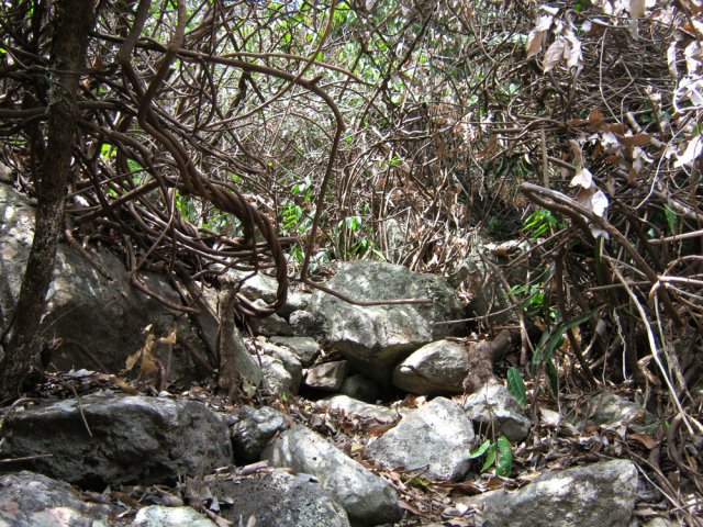 Il faut constamment couper les lianes papillons qui envahissent le rempart