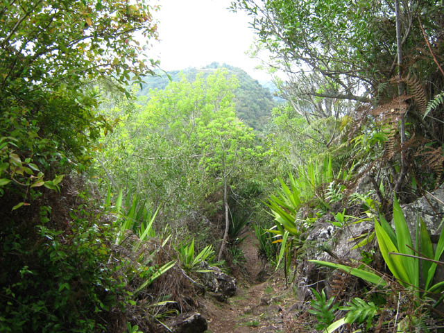 Une portion du sentier avant d'arriver à Dos d'Ane