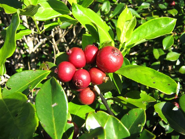 Plus on monte et plus les goyaviers sont nombreux