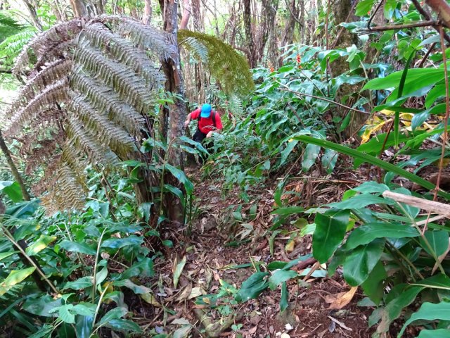 La montée est régulière en direction du sommet du piton