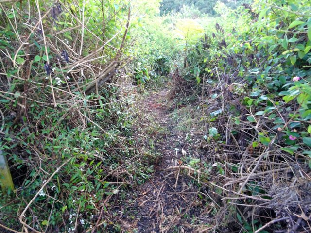 Le coupe-coupe peut s'avérer utile si les vignes marronnes ont beaucoup poussé