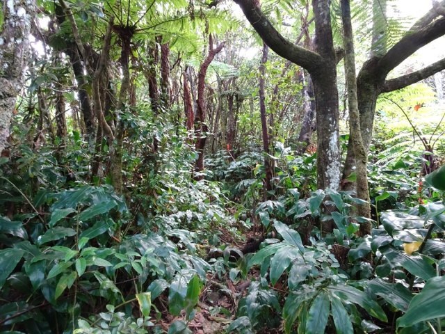 Le sommet est proche avec le même type de végétation que dans la montée