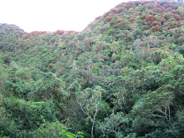 La forêt de bois de couleurs et ses mahots en fleurs