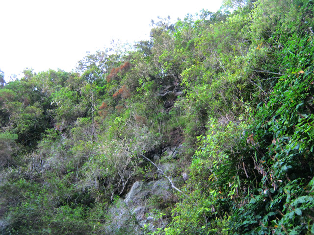 Quelques grands arbres sont accrochés à la falaise