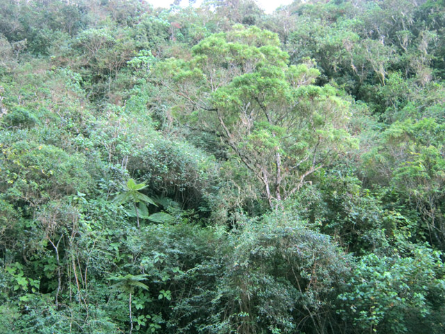 Un grand tan rouge sort de la végétation