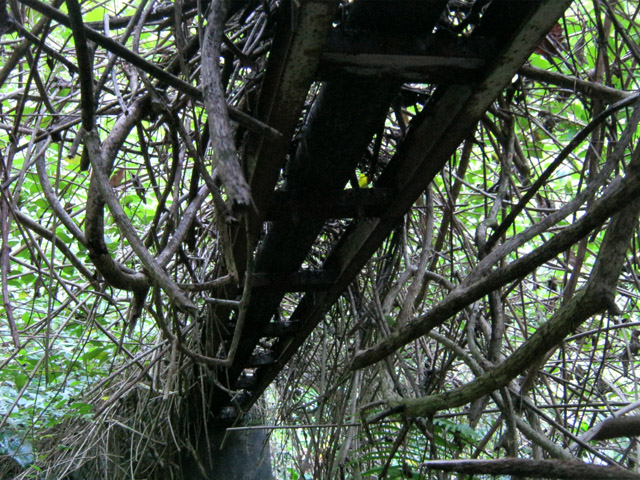 Rien ne résiste à certaines végétations