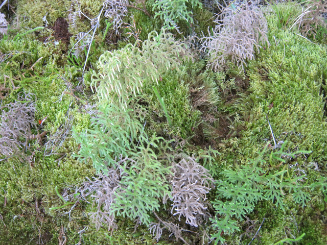 L'humidité permet le mélange des mousses, lichens et fougères