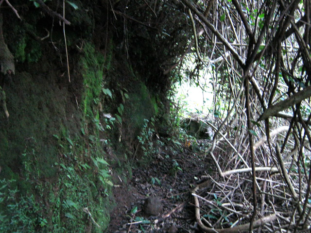 Partie étroite du sentier taillée dans les pestes