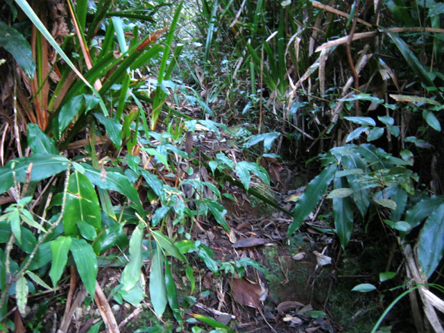 Une idée du sentier qui comporte des portions avec des marches
