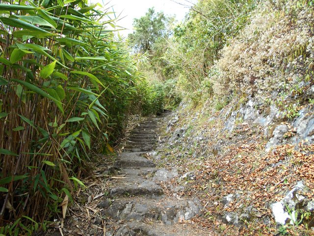 Un escalier en pierre dans les bambous
