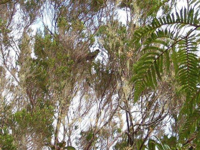 Très difficile à photographier, les merles en revanche sont faciles à entendre