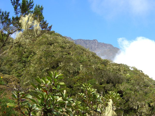 Une idée de la végétation durant la descente