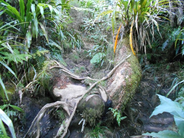 Dès la fin de la piste, le sentier donne le ton avec ses racines de toutes tailles