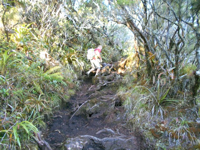 La pente est régulière mais les racines imposent de regarder le sol