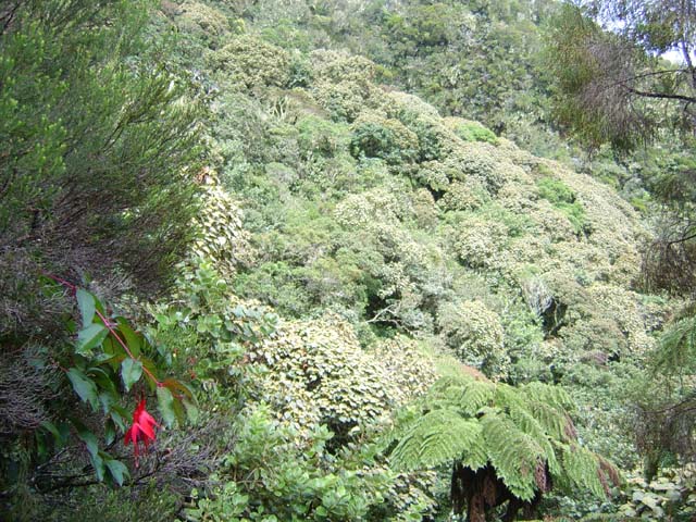 La forêt de bois de couleurs est très dense