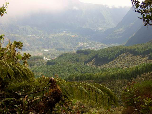 La descente vers Hell Bourg et la forêt de Terre Plate
