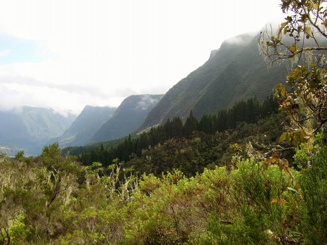 La descente vers Terre Plate et sa belle forêt de cryptomérias