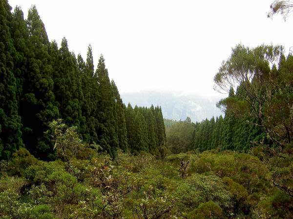 L'arrivée à la forêt de Terre Plate