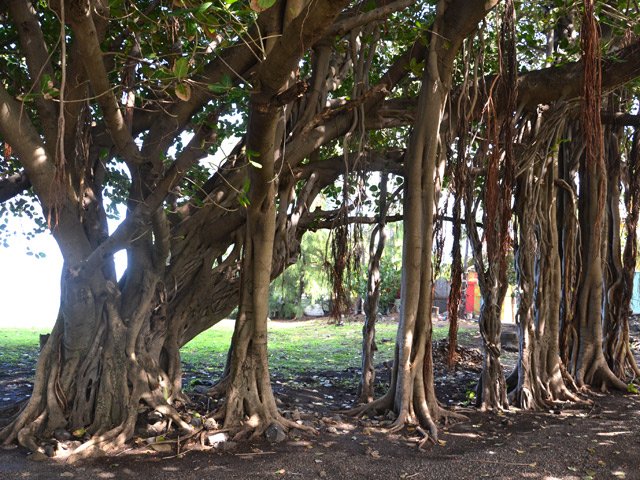 D'autres banians en arrivant à la plage de Grands Bois