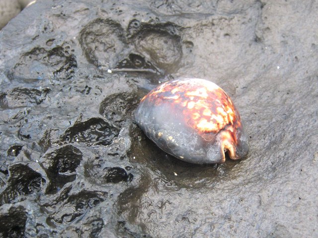 Grands Bois-Grande Anse : Cypraea Mauritiane, porcelaine bossue, morte sur un rocher sculpté