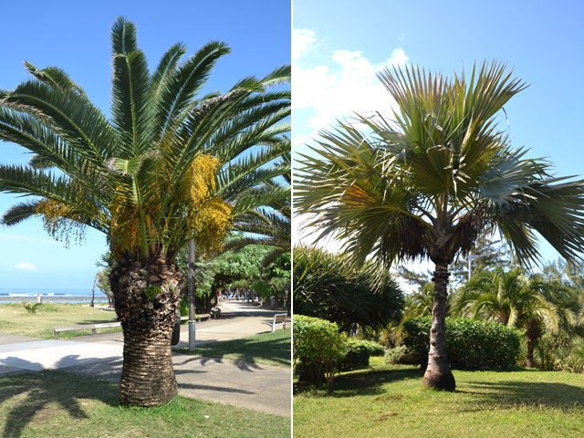 Deux palmiers du parc du port de Saint-Pierre