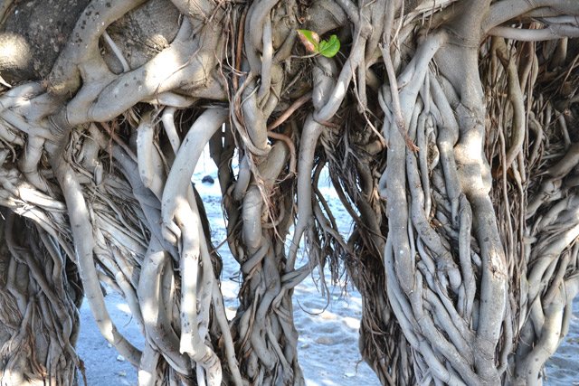 Les racines très connues de la Rue de l'Amiral Lacaze à Terre Sainte