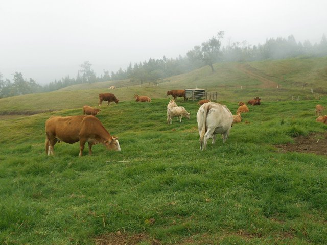 A un troupeau par prairie, on voit beaucoup de vaches