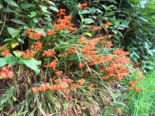 Un peu de couleur dans la verdure vers la fin de la Route des Cryptomerias