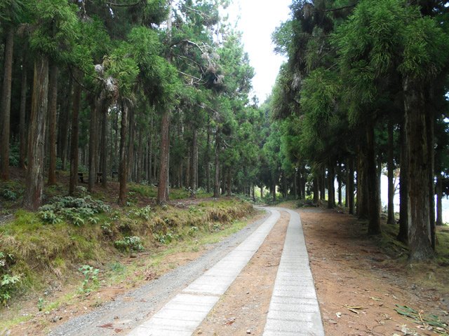 Le début de la route sous les cryptomerias. Très vite, les prairies les remplacent