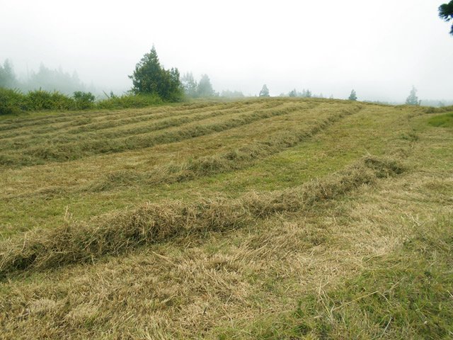 Il faut penser aux périodes froides et stocker du foin