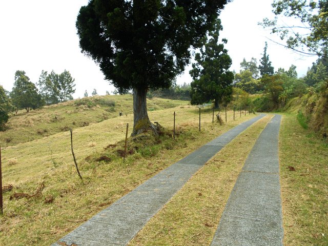 Quelques cryptomerias ont été plantés le long de cette route