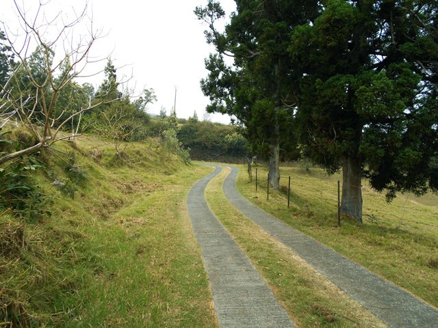 D'autres cryptomerias et toujours des bandes de béton