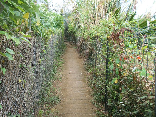 Il continue entre les jardins et perd ses marches