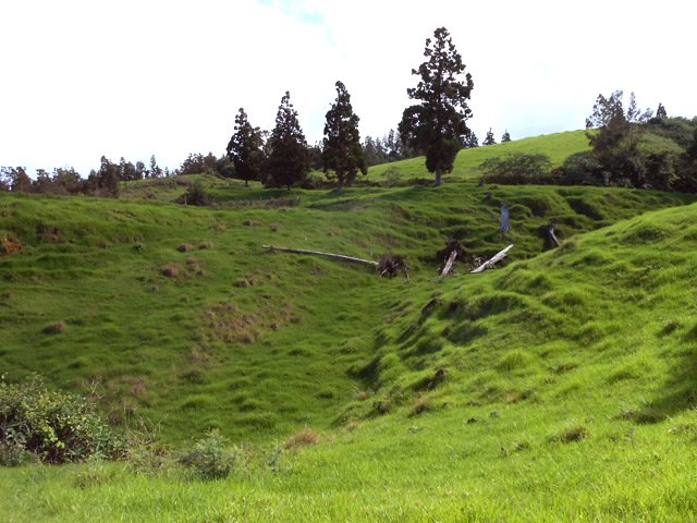 Même les anciennes ravines sont devenues des prairies