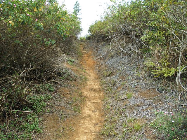 Il se transforme en vrai sentier avant de rejoindre la route