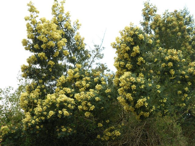 L'acacia noir, toujours présent à partir de 1000 m