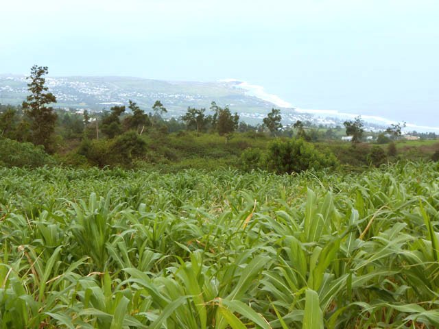 D'autres points de vue vers Saint-Leu et la Pointe au Sel