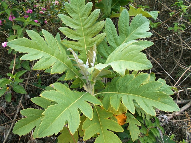 Cette plante est de plus en plus présente dans la région. Deviendra-t-elle envahissante ?