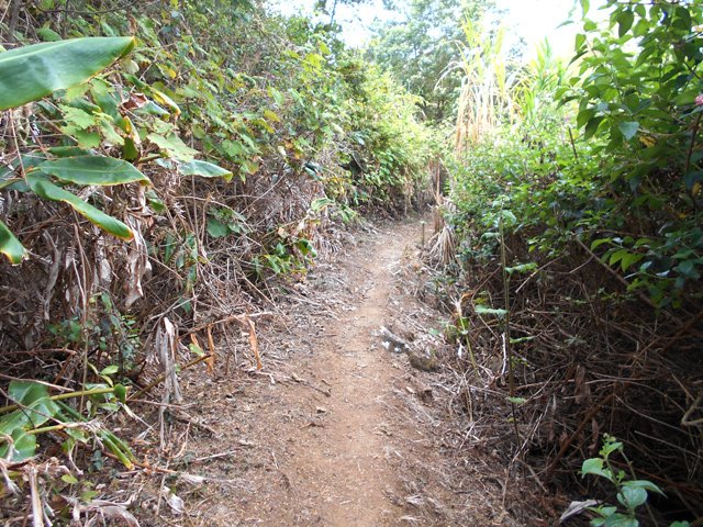 Plus loin, il est envahi de toutes sortes d'invasives